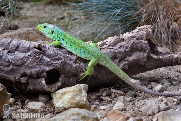 Perleidechse (Lacerta lepida)