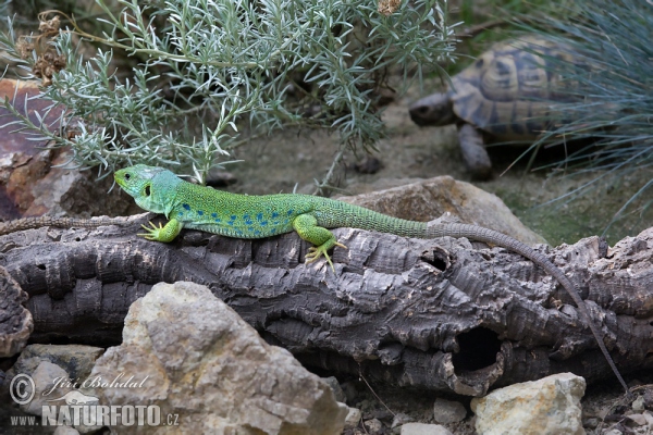 Perleidechse (Lacerta lepida)