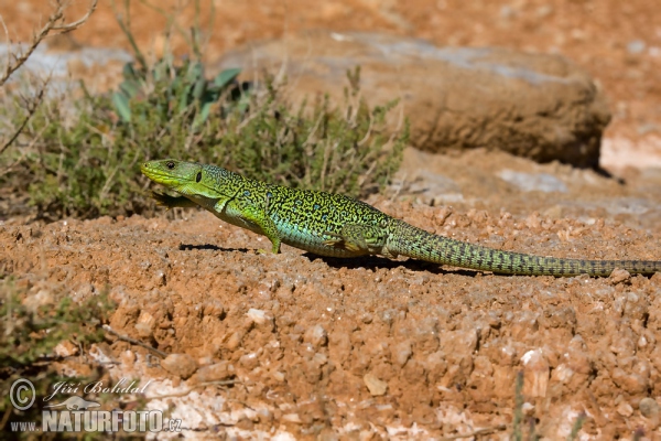 Perleidechse (Lacerta lepida)