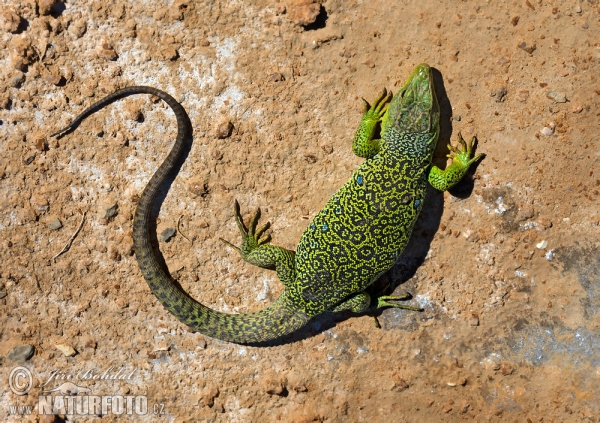 Perleidechse (Lacerta lepida)