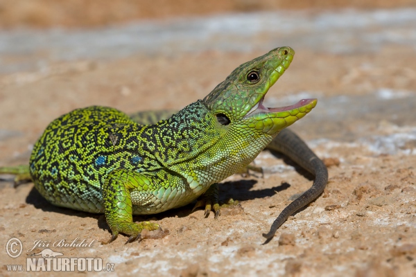 Perleidechse (Lacerta lepida)