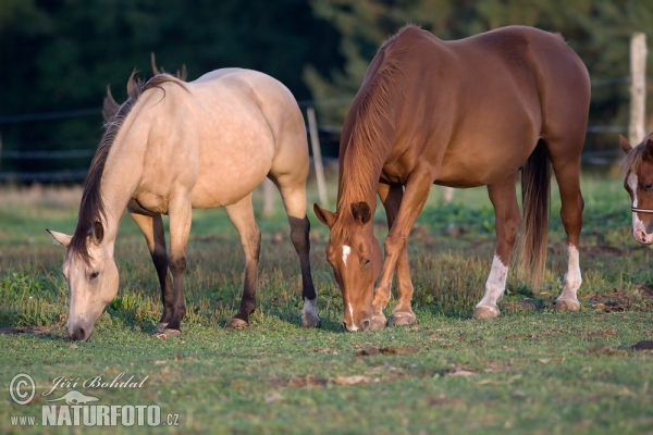 Pferd (Equus caballus)