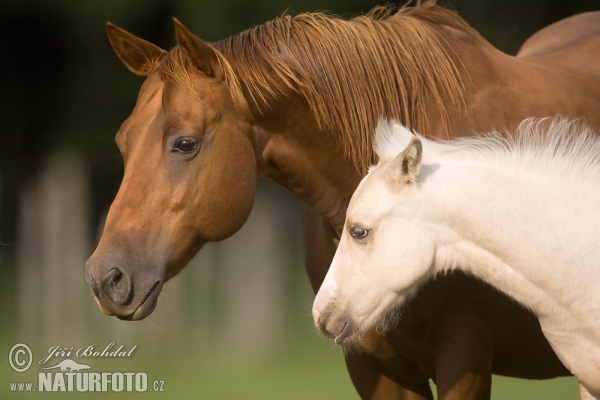 Pferd (Equus caballus)