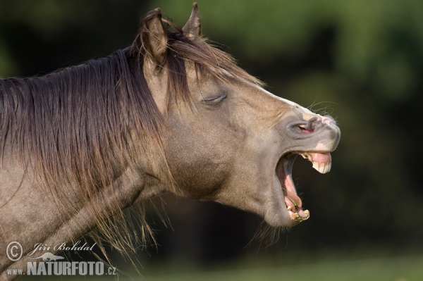 Pferd (Equus caballus)