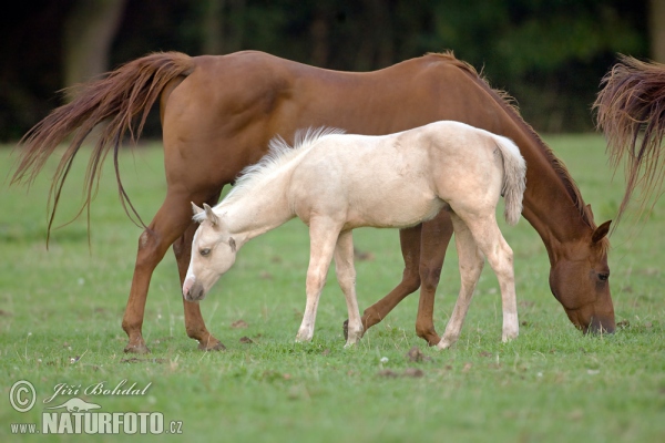 Pferd (Equus caballus)