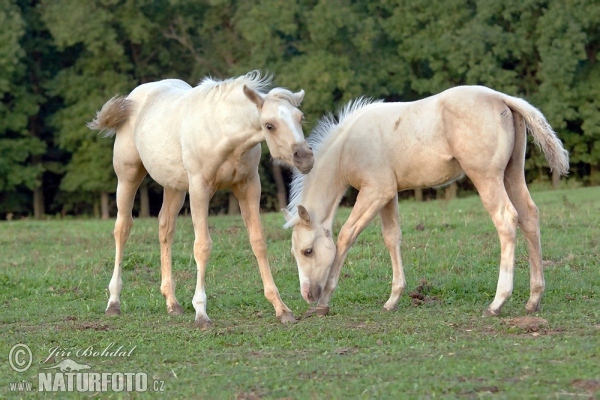 Pferd (Equus caballus)