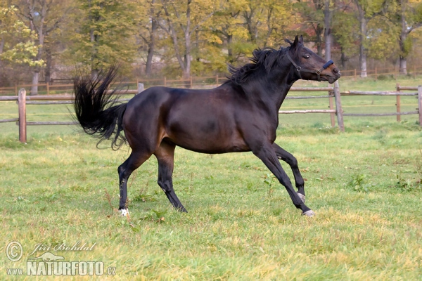 Pferd (Equus caballus)