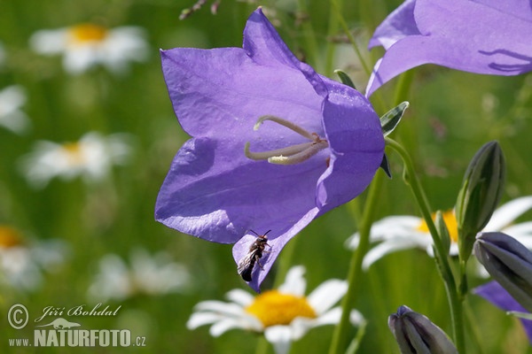 Pfirsichblättrige Glockenblume (Campanula persicifolia)