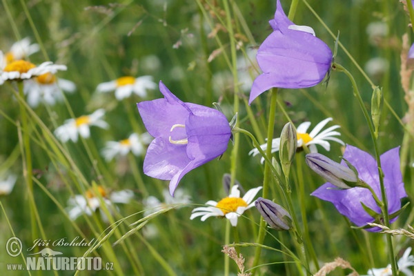 Pfirsichblättrige Glockenblume (Campanula persicifolia)