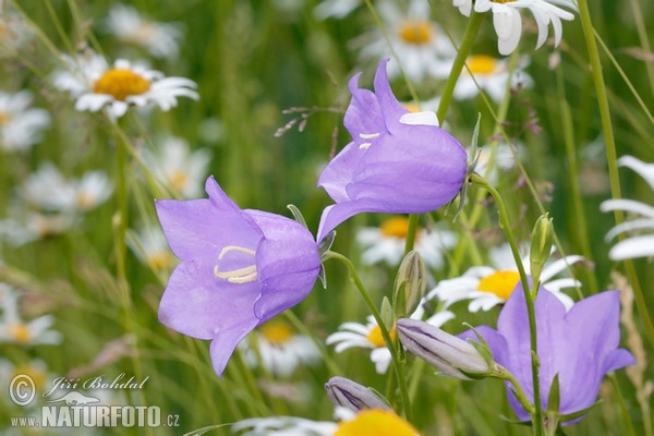 Pfirsichblättrige Glockenblume (Campanula persicifolia)