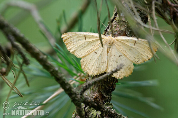 Pflaumenspanner (Augerona prunaria)