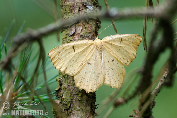 Pflaumenspanner (Augerona prunaria)