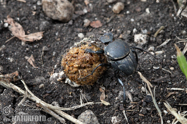 Pillenwälzer (Sisyphus schaefferi)