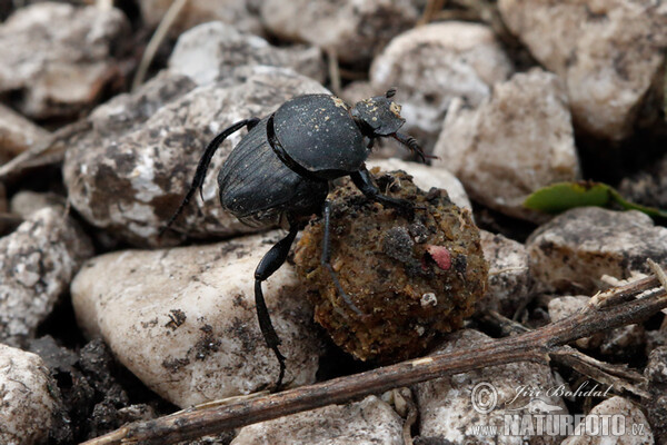 Pillenwälzer (Sisyphus schaefferi)