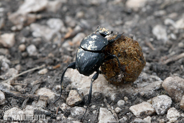 Pillenwälzer (Sisyphus schaefferi)