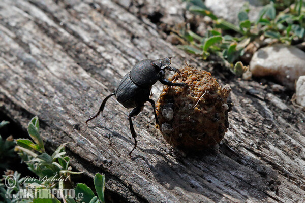 Pillenwälzer (Sisyphus schaefferi)