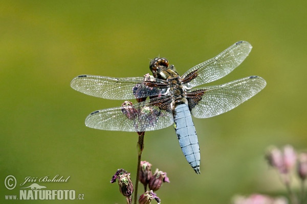 Plattbauch (Libellula depressa)