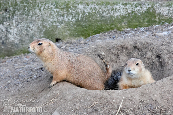 Präriehund (Cynomys ludovicianus)