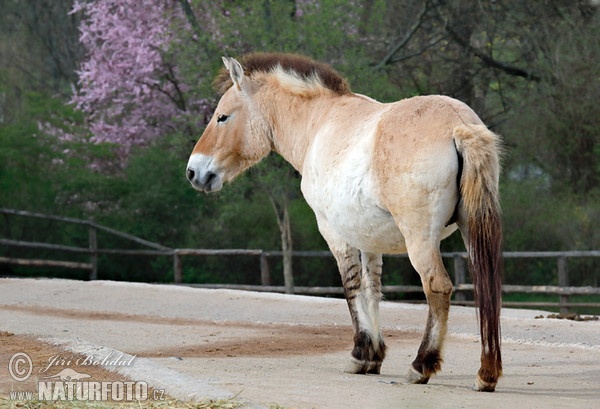 Przewalski-Pferd (Equus przewalskii)