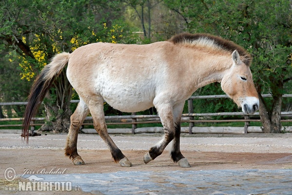 Przewalski-Pferd (Equus przewalskii)