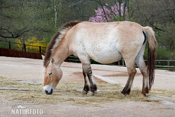 Przewalski-Pferd (Equus przewalskii)