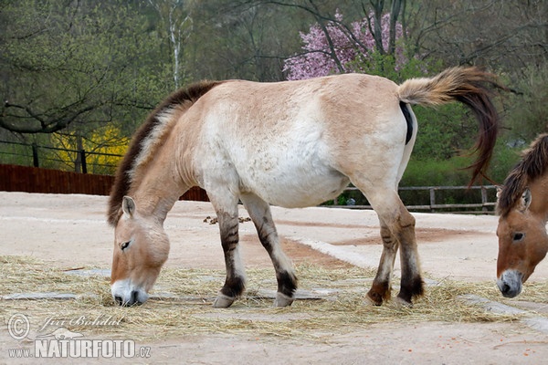Przewalski-Pferd (Equus przewalskii)