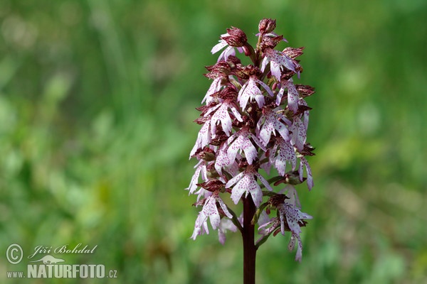 Purpur-Knabenkraut (Orchis purpurea)