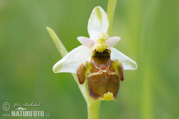 Ragwurz (Ophrys holoserica subsp. holubyana)