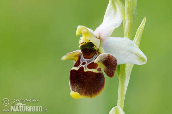 Ragwurz (Ophrys holoserica subsp. holubyana)