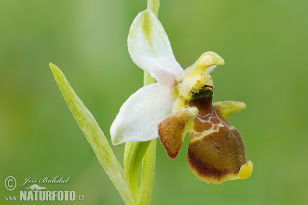 Ragwurz (Ophrys holoserica subsp. holubyana)