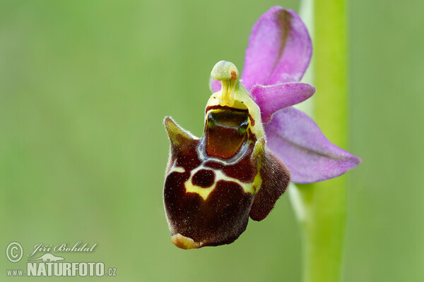 Ragwurz (Ophrys holoserica subsp. holubyana)