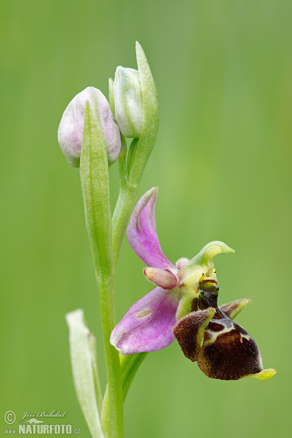 Ragwurz (Ophrys holoserica subsp. holubyana)