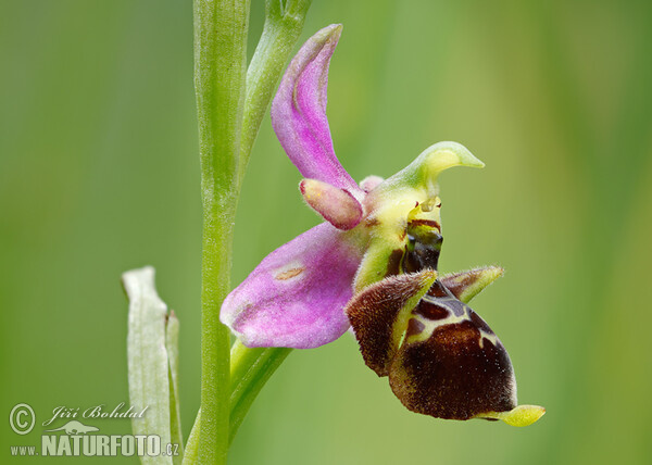 Ragwurz (Ophrys holoserica subsp. holubyana)