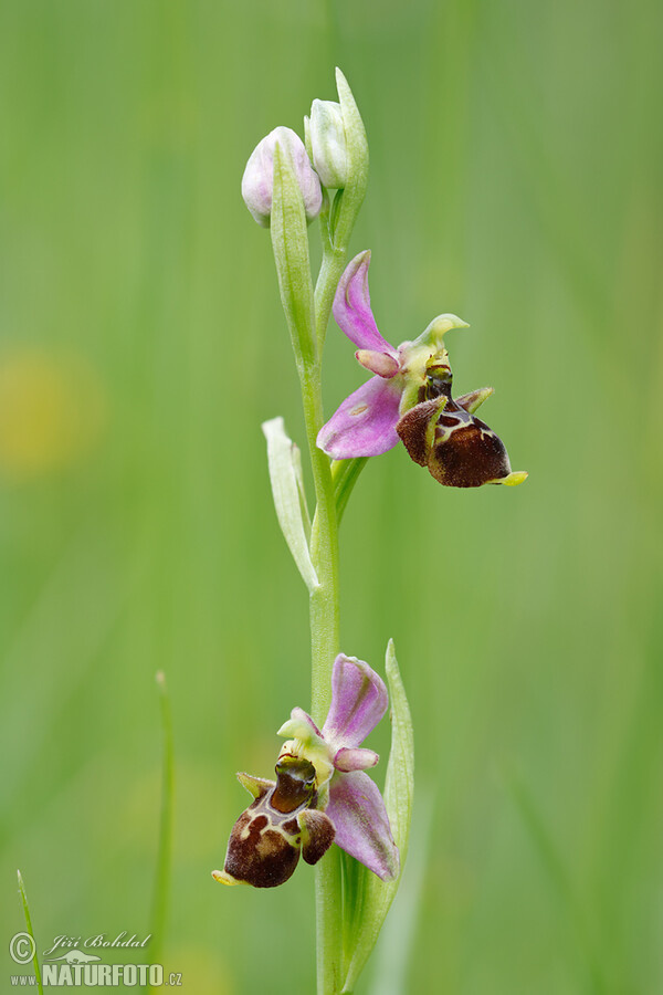 Ragwurz (Ophrys holoserica subsp. holubyana)