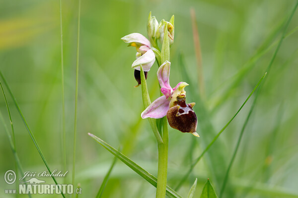 Ragwurz (Ophrys holoserica subsp. holubyana)