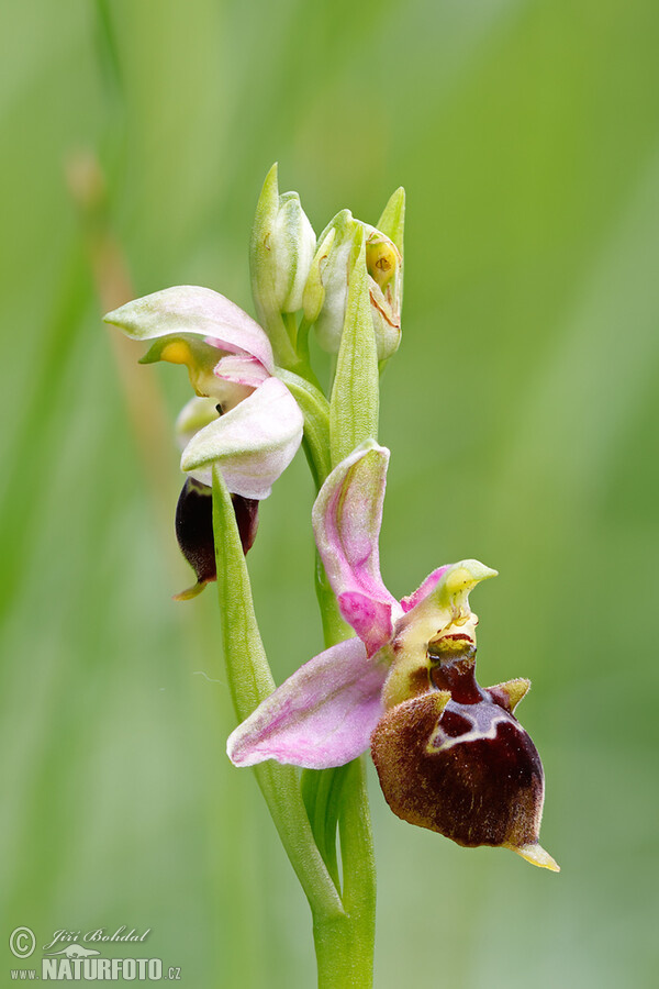 Ragwurz (Ophrys holoserica subsp. holubyana)