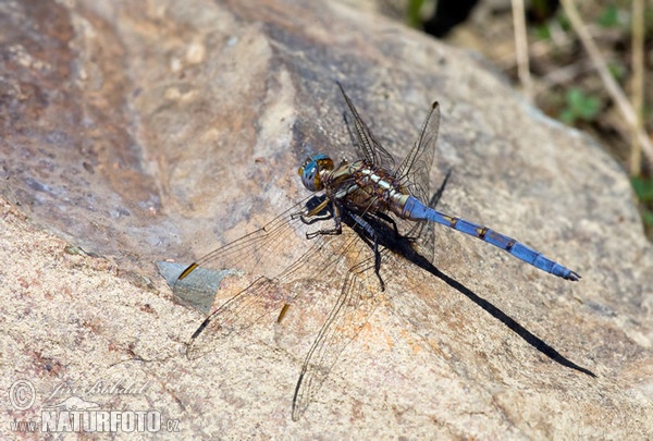 Rahmstreif Blaupfeil (Orthetrum chrysostigma)