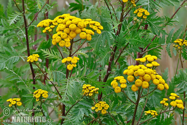 Rainfarm (Tanacetum vulgare)