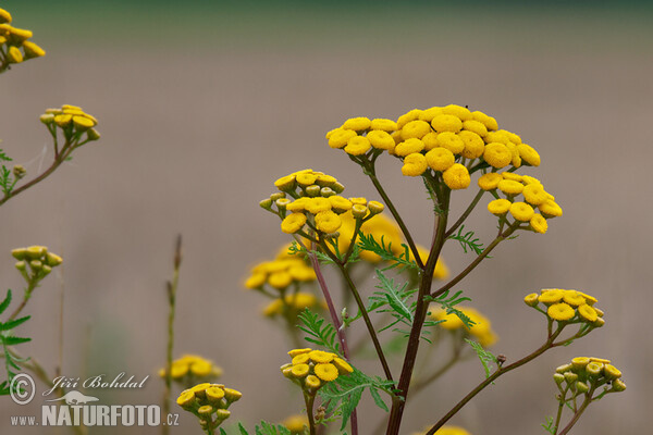 Rainfarm (Tanacetum vulgare)