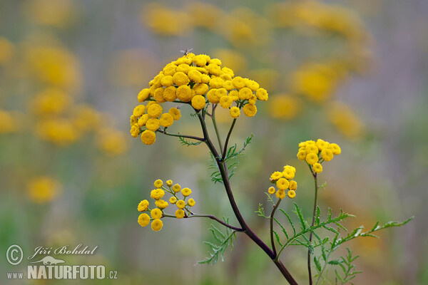 Rainfarm (Tanacetum vulgare)