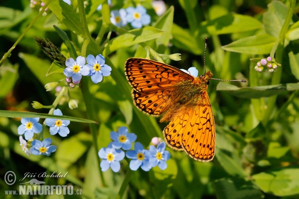 Randring-Perlmutterfalter (Proclossiana eunomia)