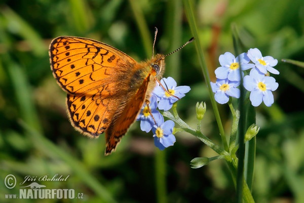 Randring-Perlmutterfalter (Proclossiana eunomia)