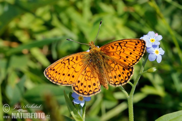 Randring-Perlmutterfalter (Proclossiana eunomia)