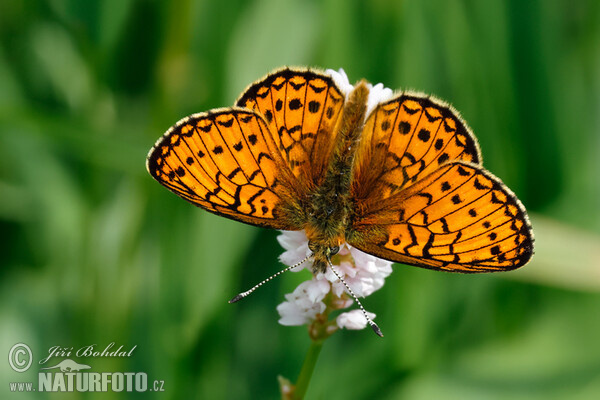 Randring-Perlmutterfalter (Proclossiana eunomia)