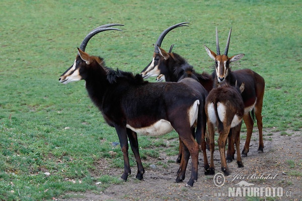 Rappenantilope (Hippotragus niger)