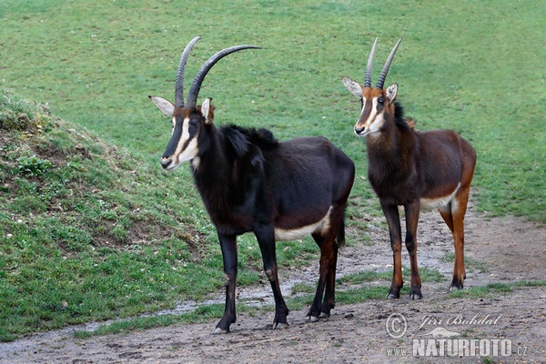 Rappenantilope (Hippotragus niger)