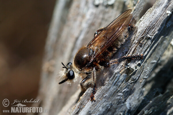 Raubfliege (Laphria gibbosa)