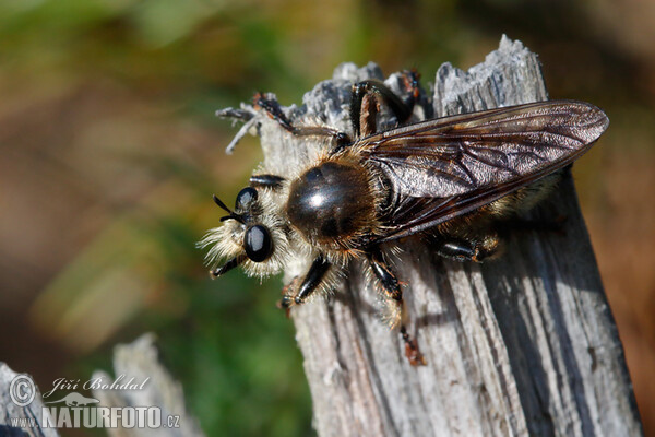 Raubfliege (Laphria gibbosa)