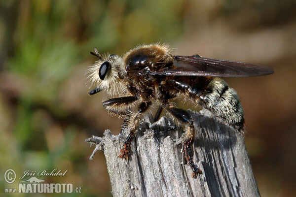 Raubfliege (Laphria gibbosa)