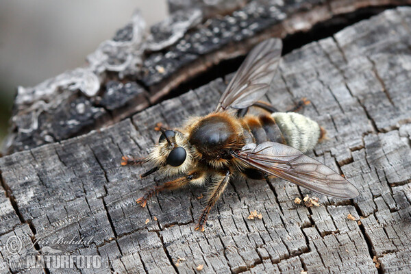 Raubfliege (Laphria gibbosa)